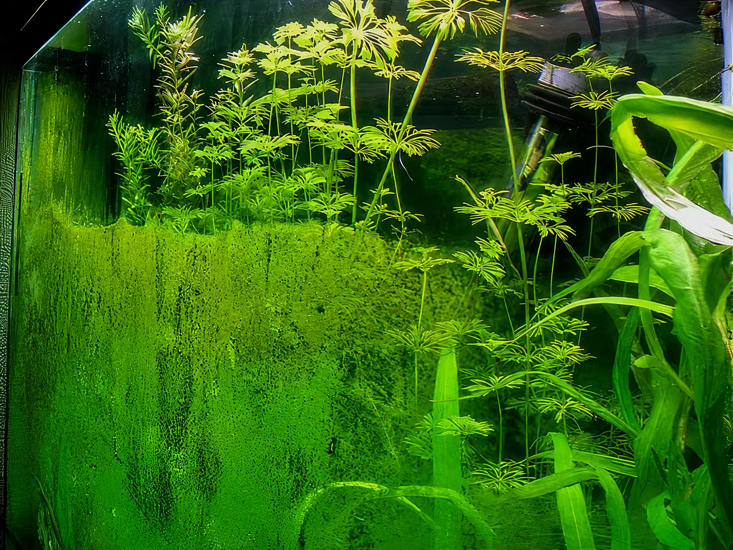 Green Dust Algae: The Algae You Should Let Finish Its Cycle